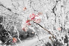 Duftender-Schneeball720