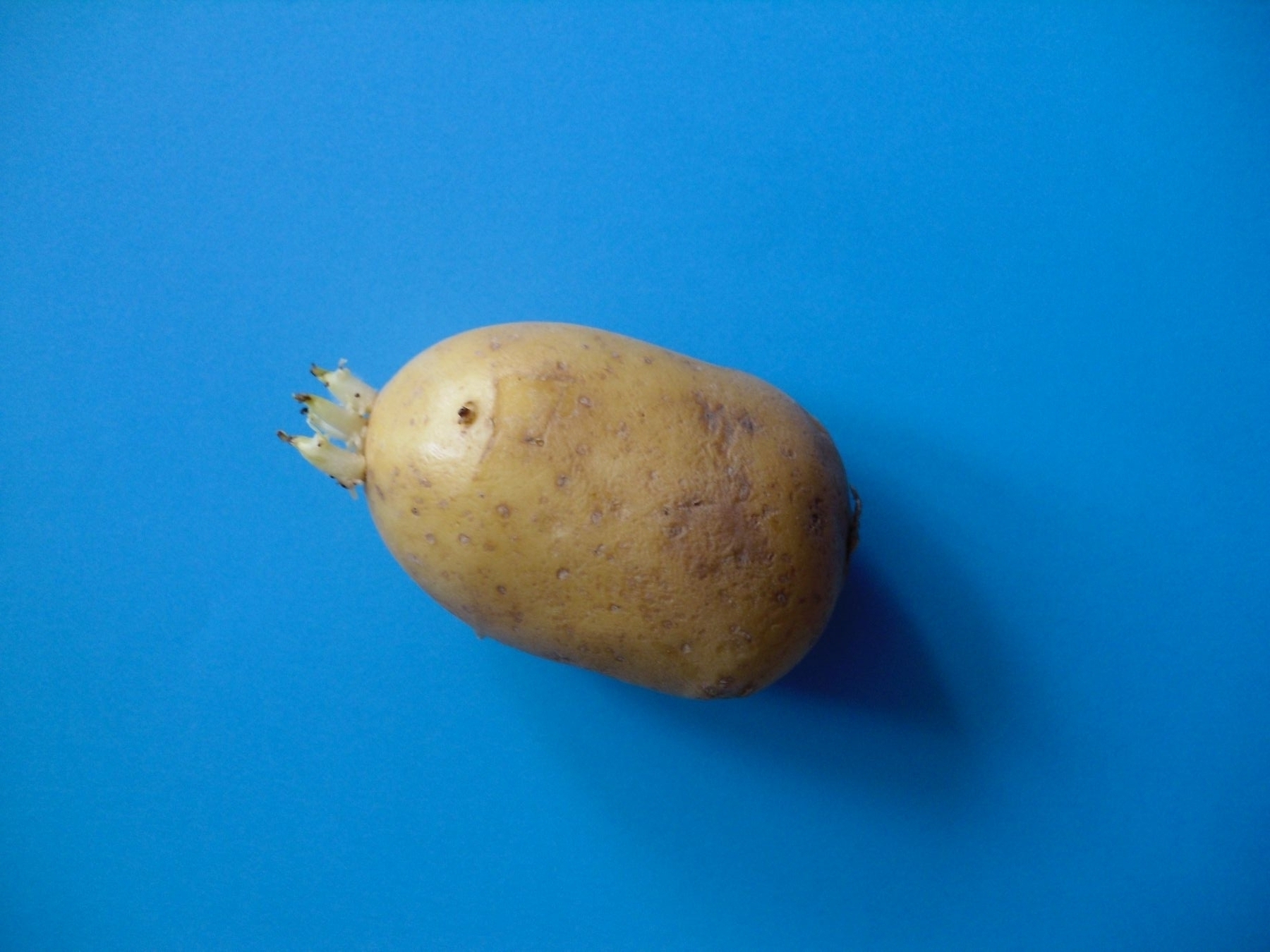 Kartoffel1