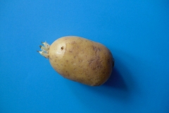 Kartoffel1